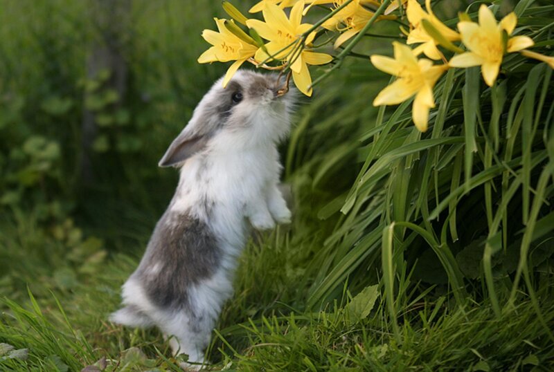 Fluffy Bunny Rabbit