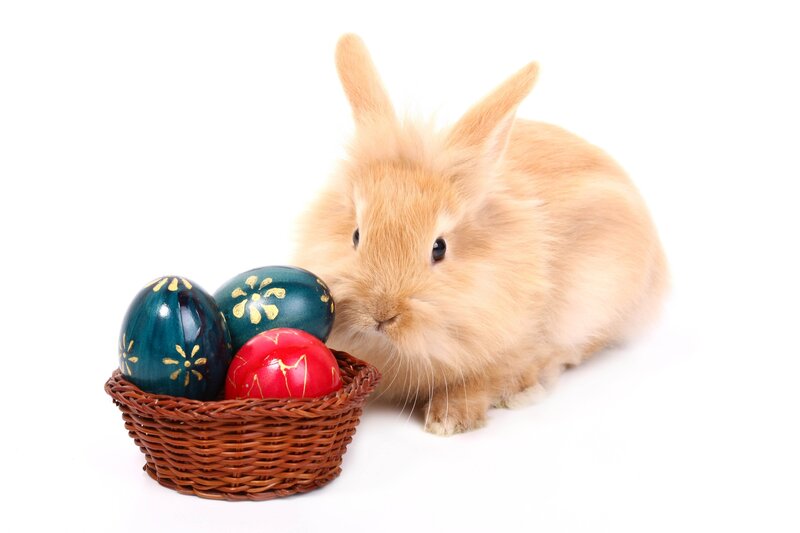 Fluffy Bunny with Eggs — White