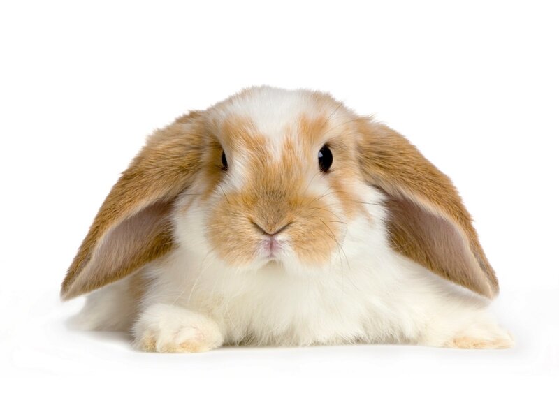 fluffy bunny with floppy ears