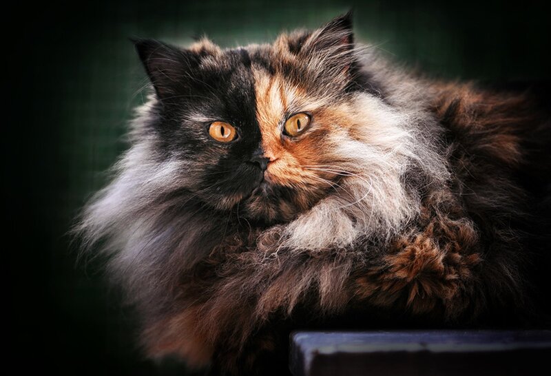 Fluffy Calico Cat — Black