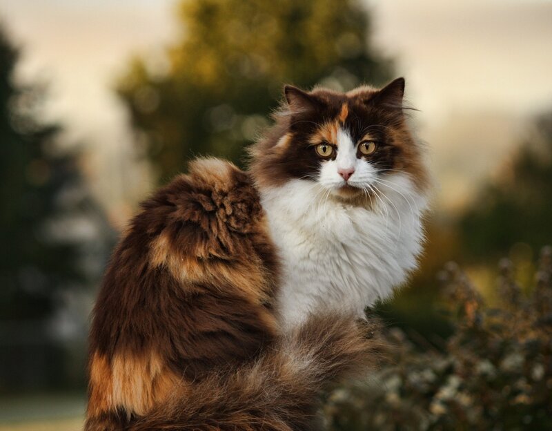 Fluffy Calico Cat — Brown, Calm