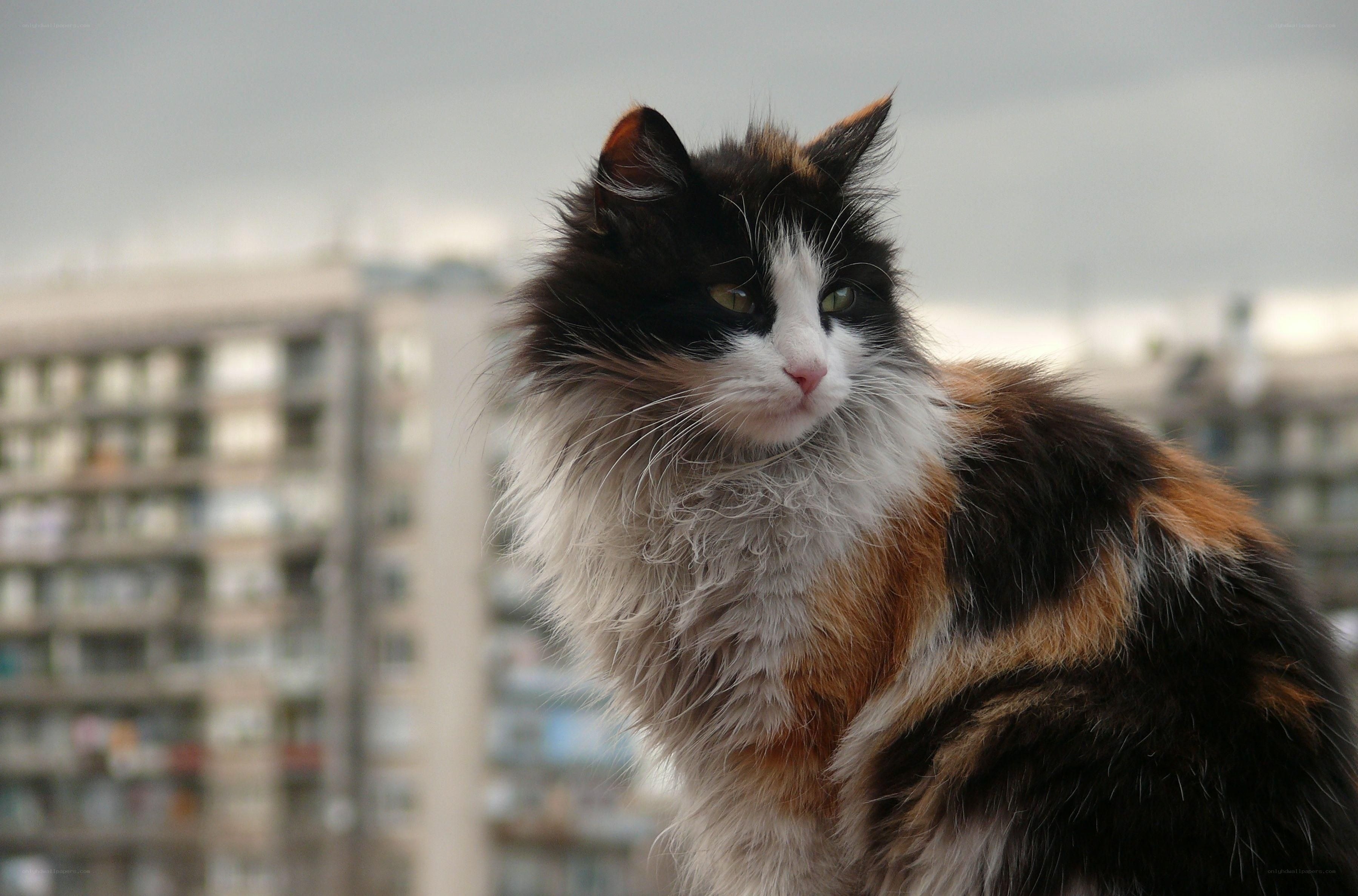 fluffy calico cat on balcony