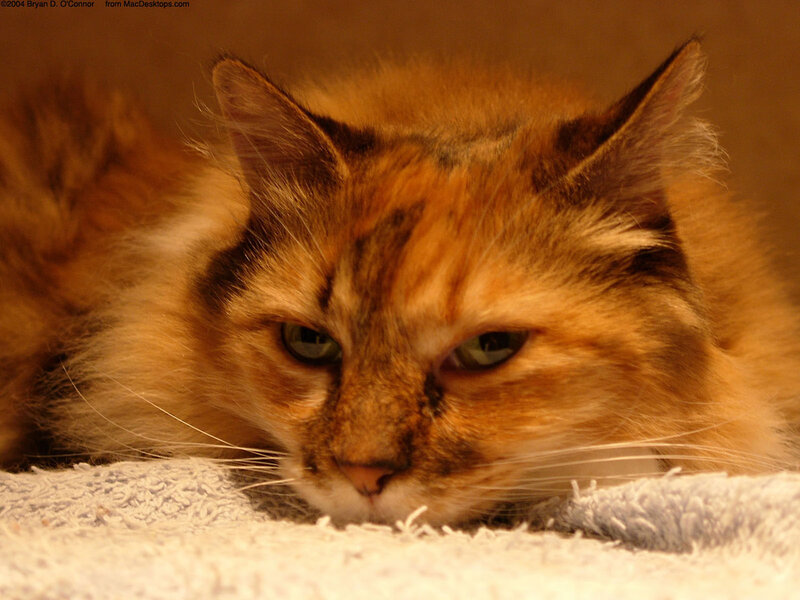 Fluffy Calico Cat — Orange