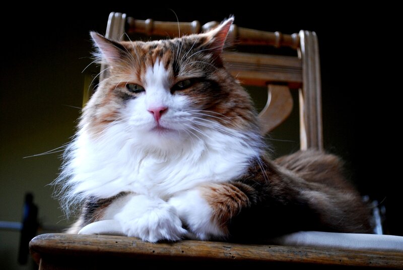 Fluffy Calico Cat