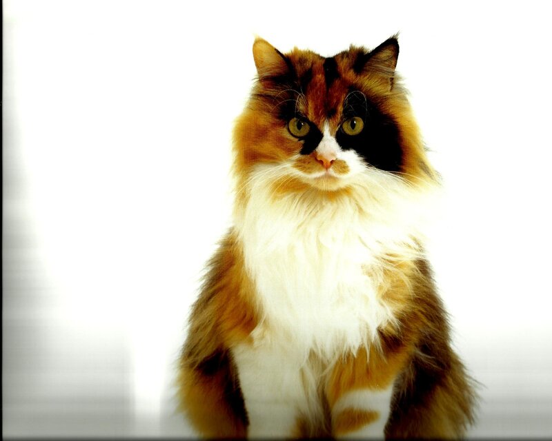 Fluffy Calico Cat — White