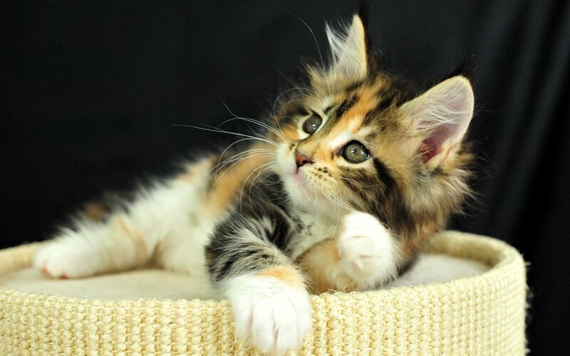 Fluffy Calico Kitten — Brown, Calm, Photograph
