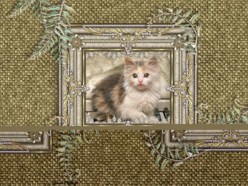 Fluffy Calico Kitten — Brown, Calm