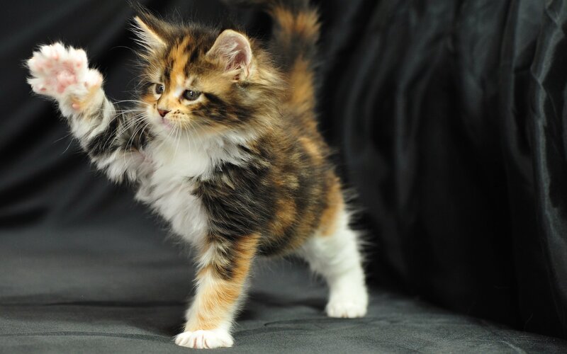 Fluffy Calico Kitten — Brown, Playful