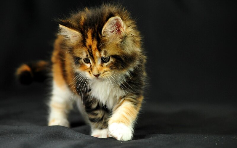 Fluffy Calico Kitten — Brown