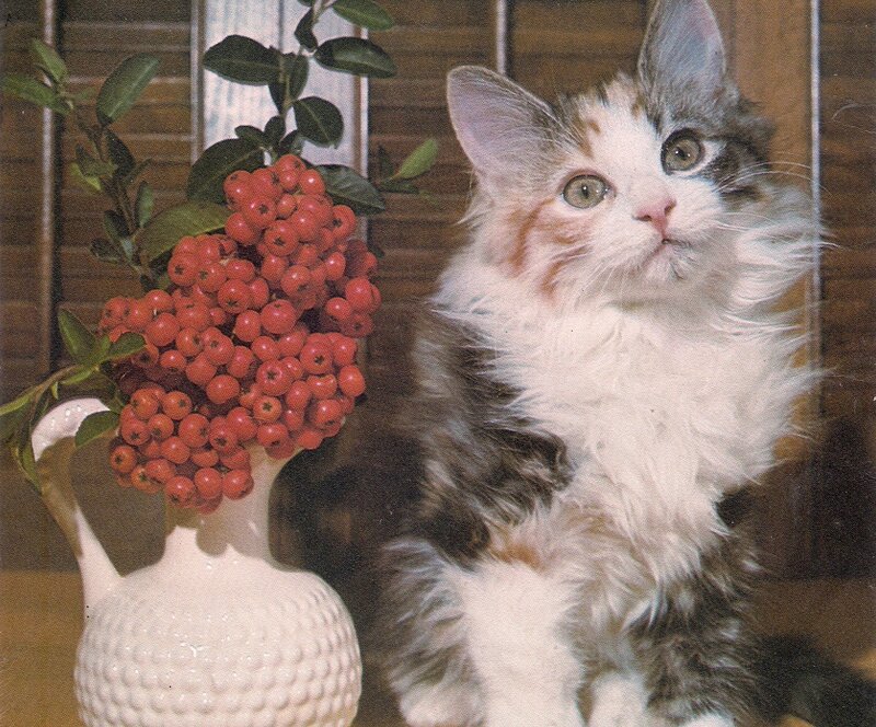 Fluffy Calico Kitten — White, Calm