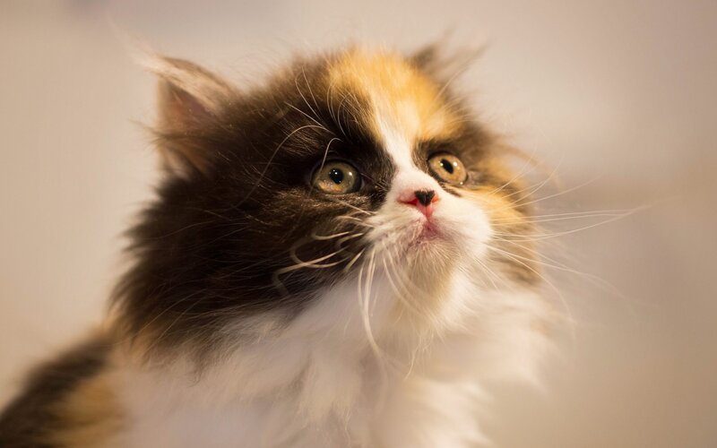 Fluffy Calico Kitten — White, Curious
