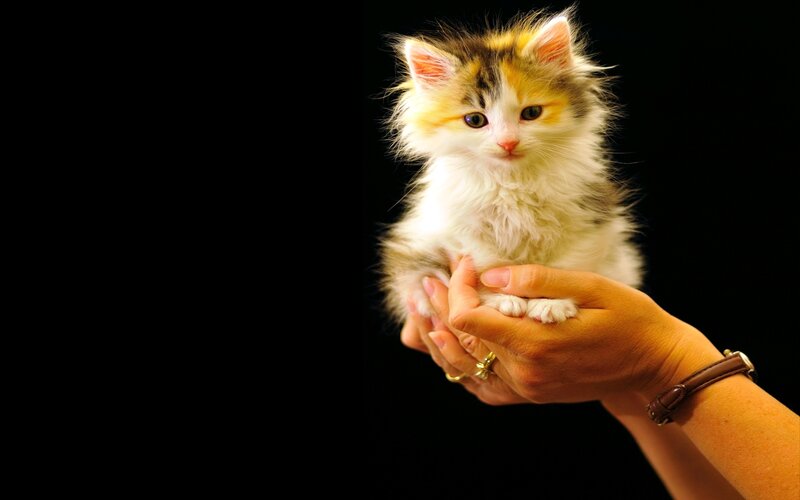 Fluffy Calico Kitten — White