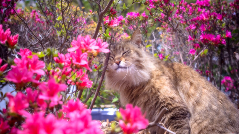 Fluffy Cat Among Flowers