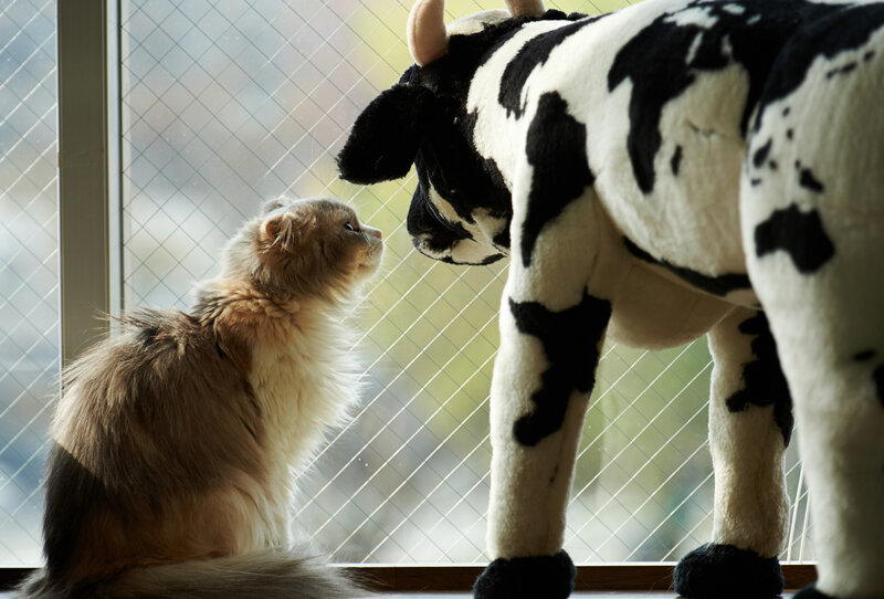 Fluffy Cat and Cow Toy