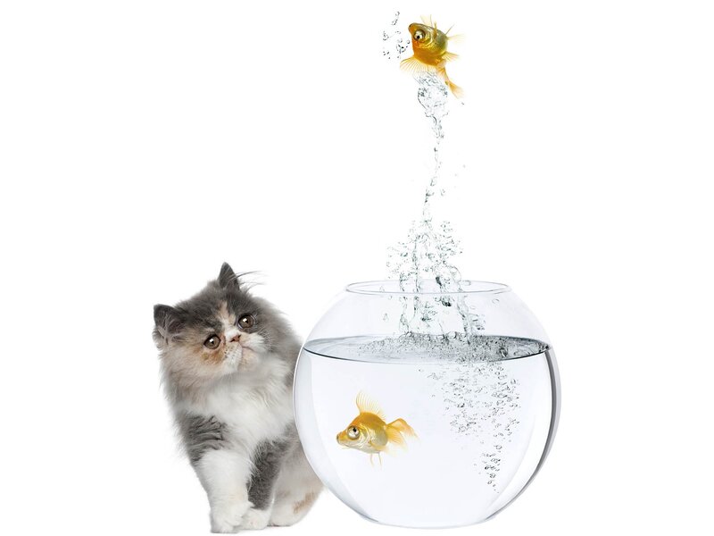 Fluffy Cat and Goldfish