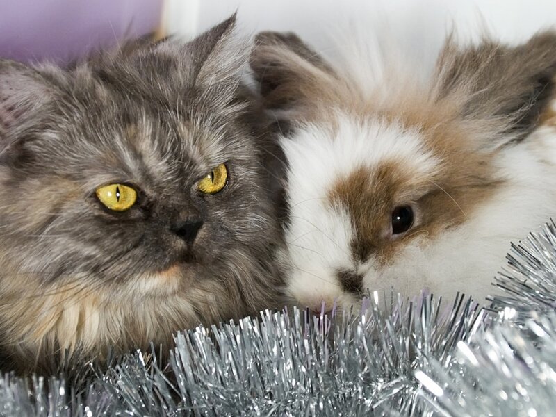 Fluffy Cat and Rabbit