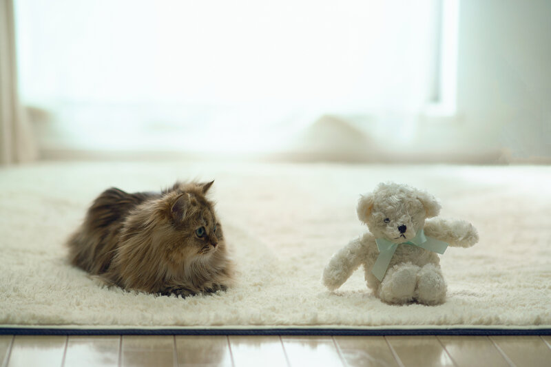 Fluffy Cat and Teddy Bear — White, Calm, Morning