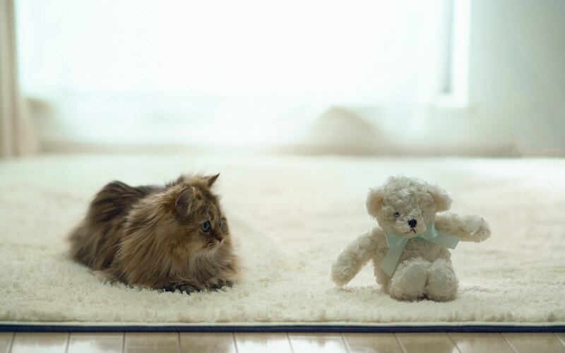 Fluffy Cat and Teddy Bear — White, Calm