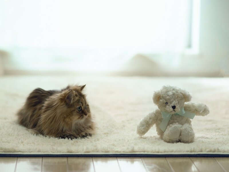 Fluffy Cat and Teddy Bear — White