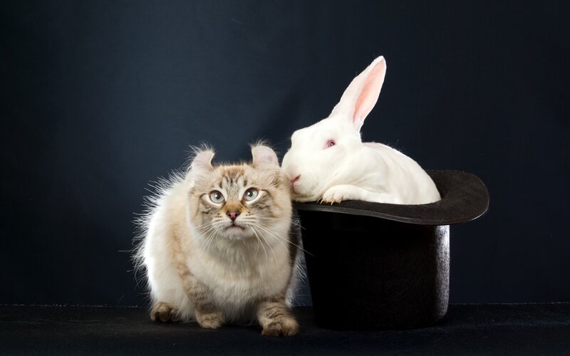 Fluffy Cat and White Rabbit