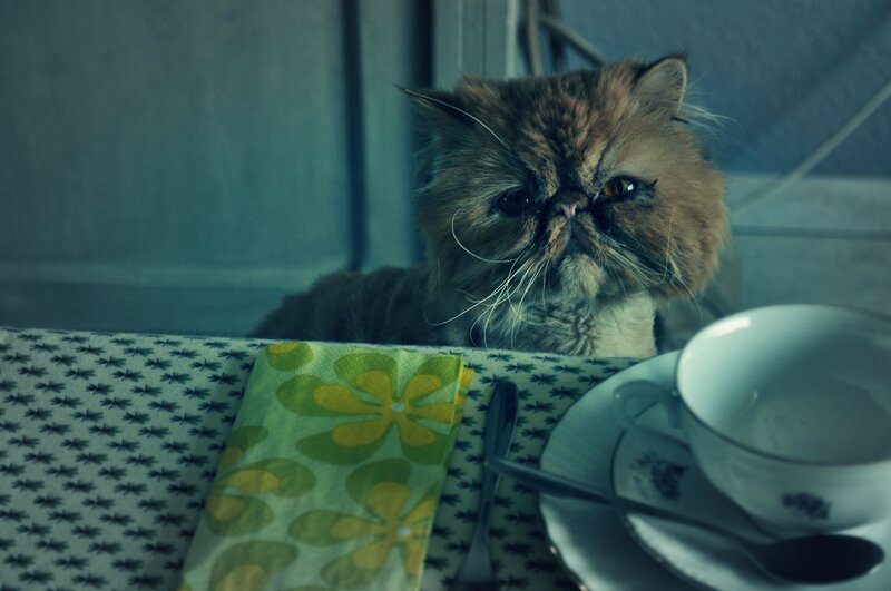 fluffy cat at a table