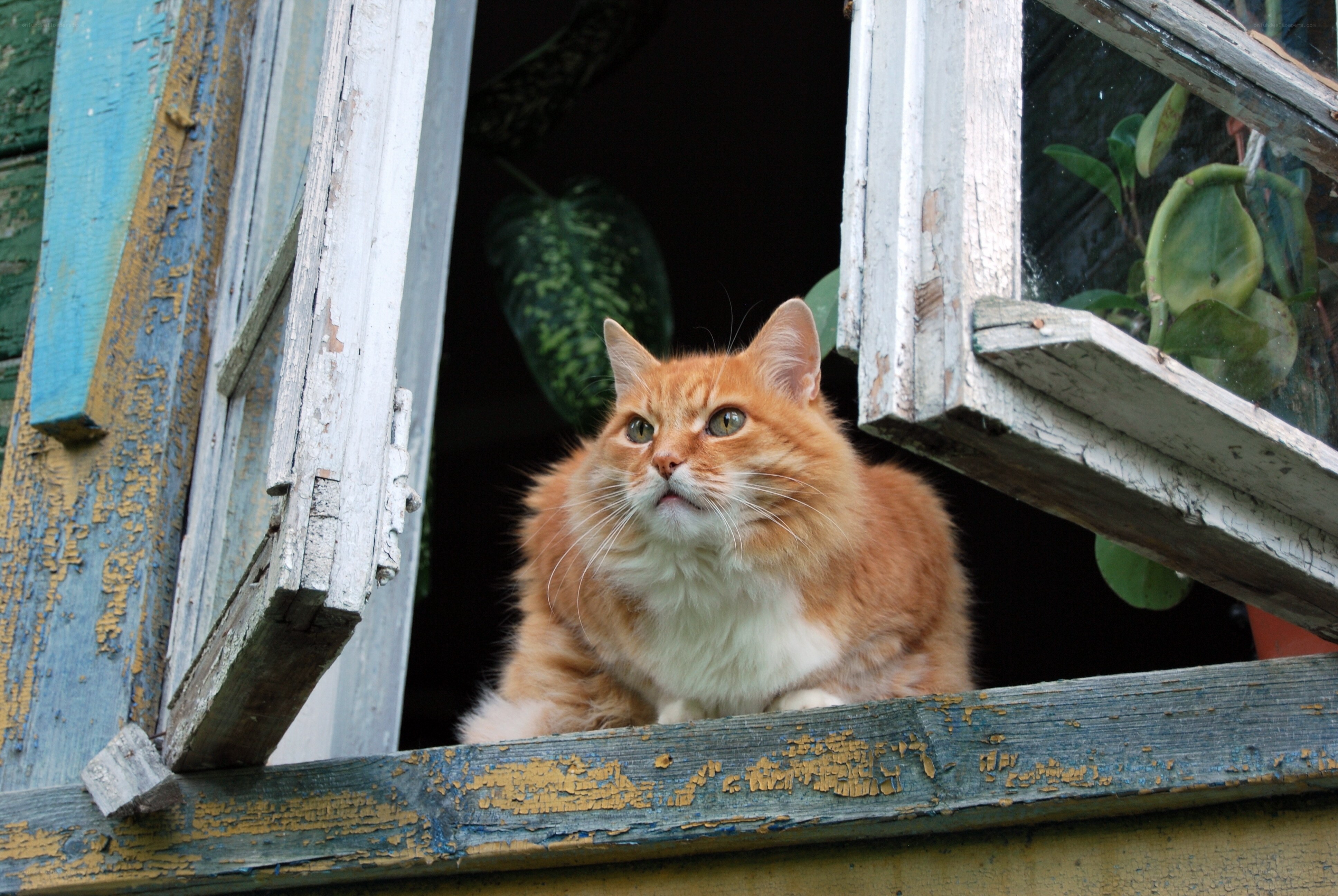 fluffy cat at open window