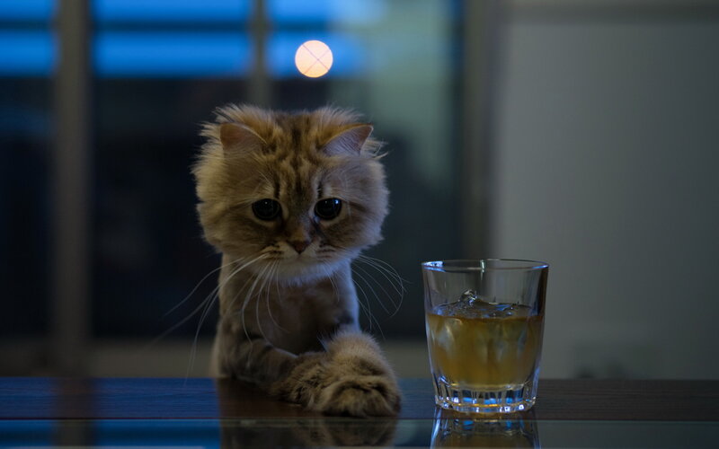 Fluffy Cat at Table — Brown