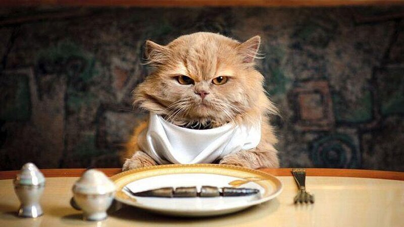 Fluffy Cat at Table