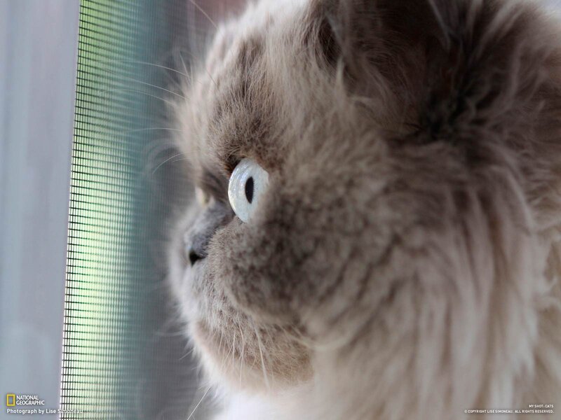 fluffy cat at window