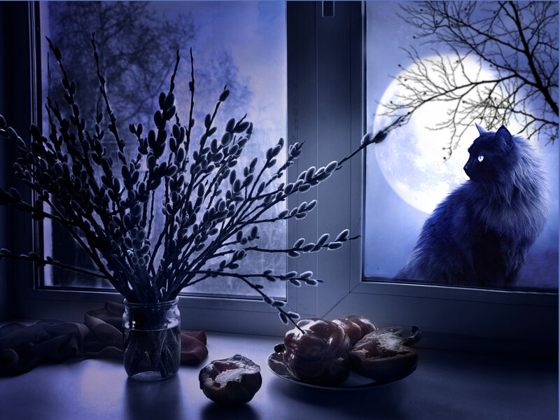 Fluffy Cat at Window — Blue