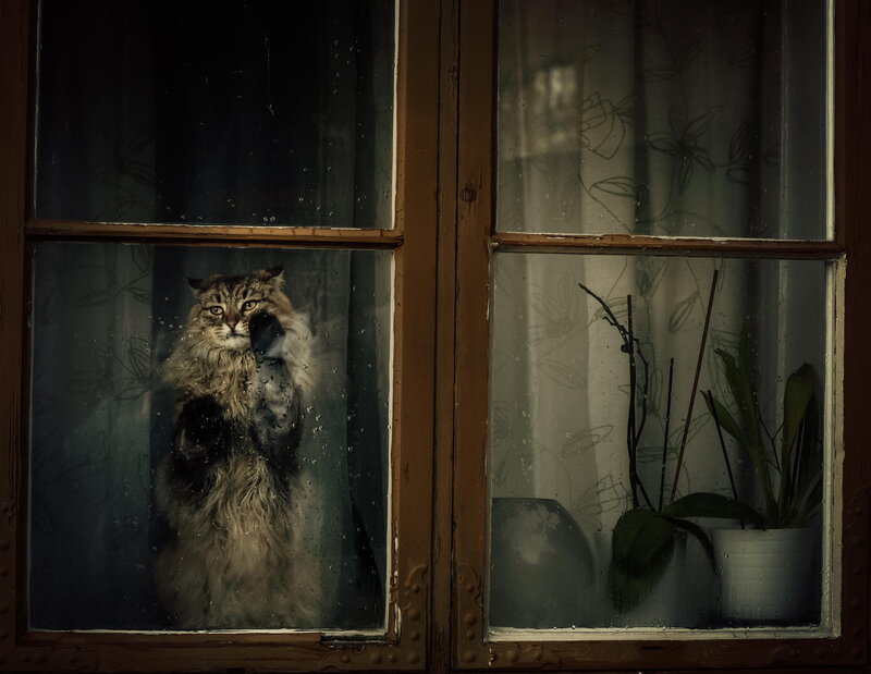 Fluffy Cat at Window — Brown