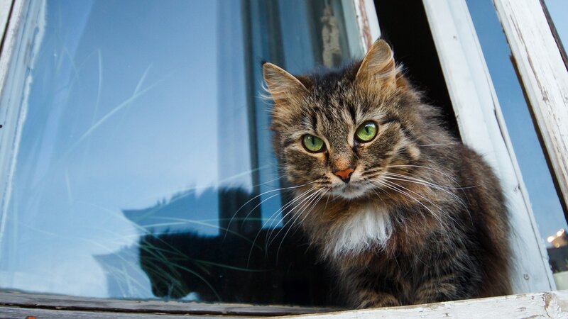 fluffy cat at window