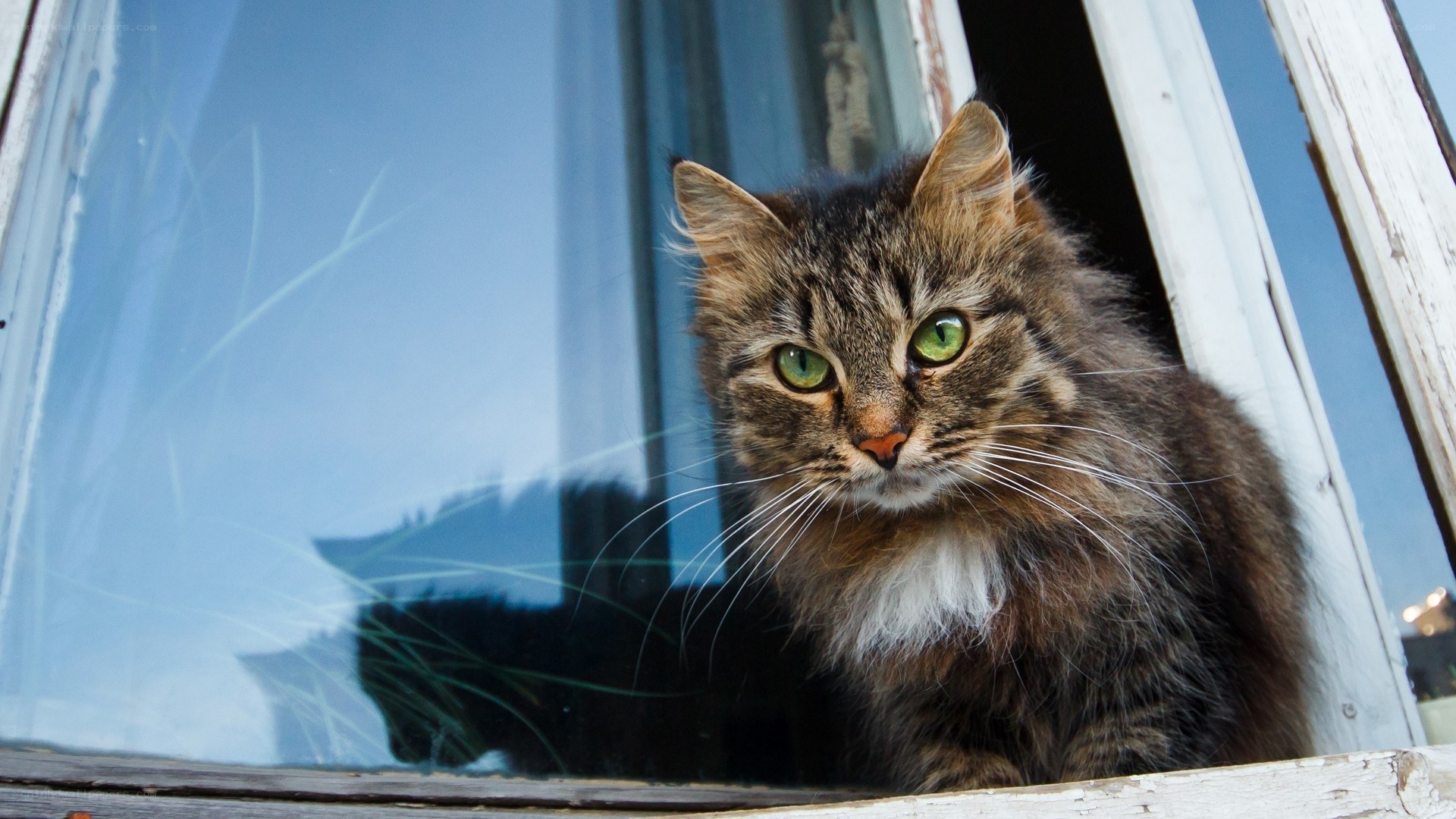 fluffy cat at window