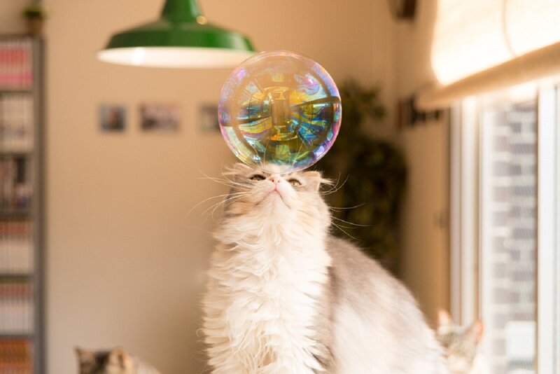 Fluffy Cat Balancing Bubble
