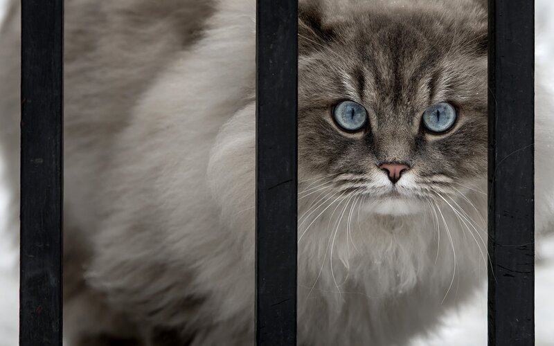 Fluffy Cat Behind Bars