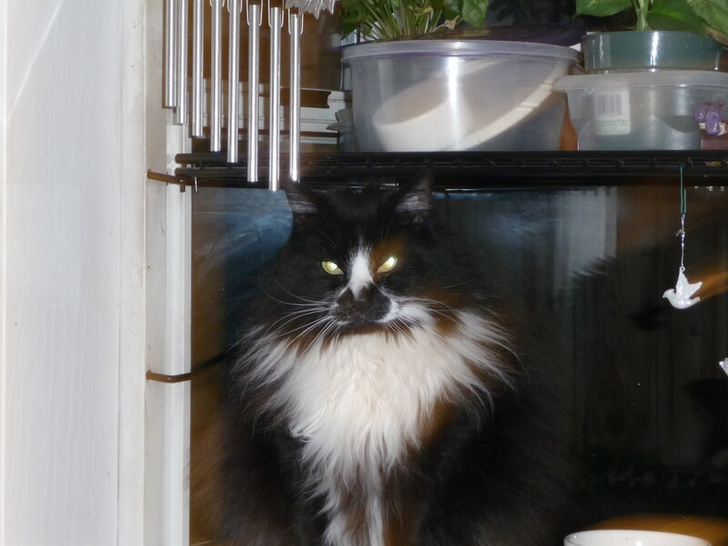 fluffy cat behind glass