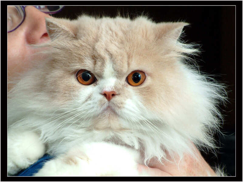 Fluffy Cat Being Held