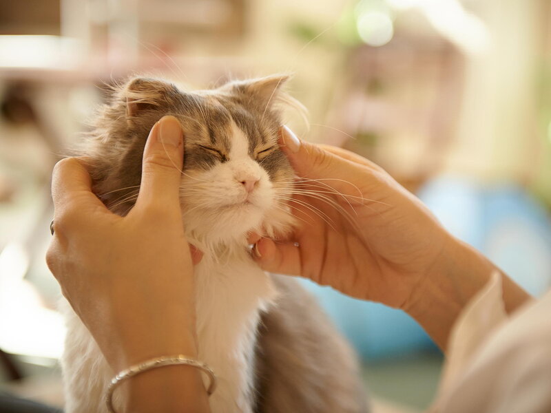 Fluffy Cat Being Petted