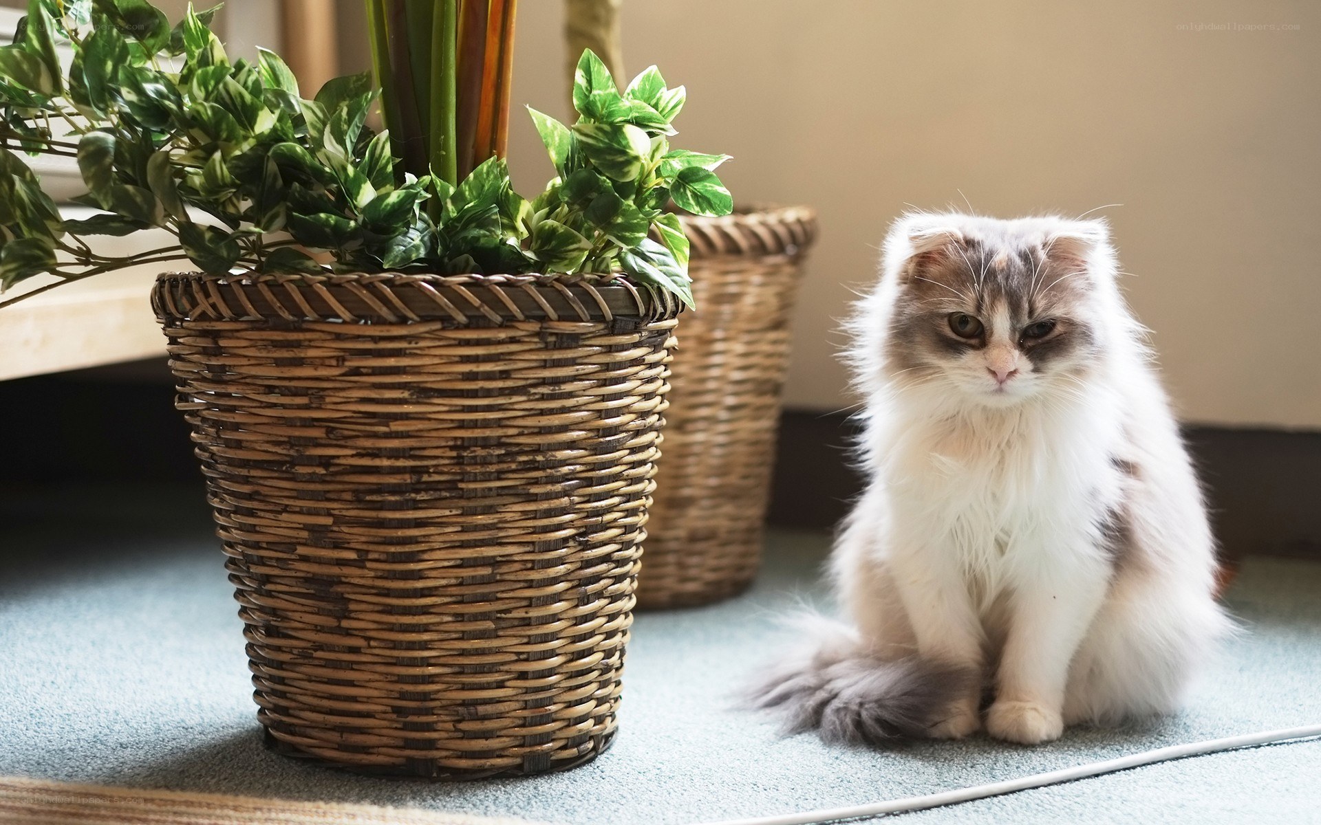 fluffy cat beside a plant
