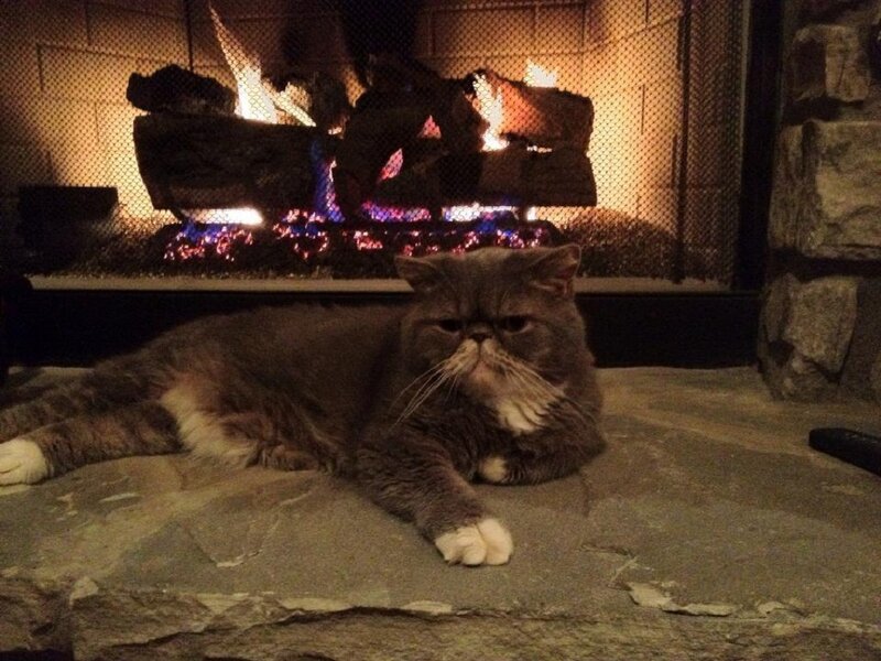 Fluffy Cat by Fireplace