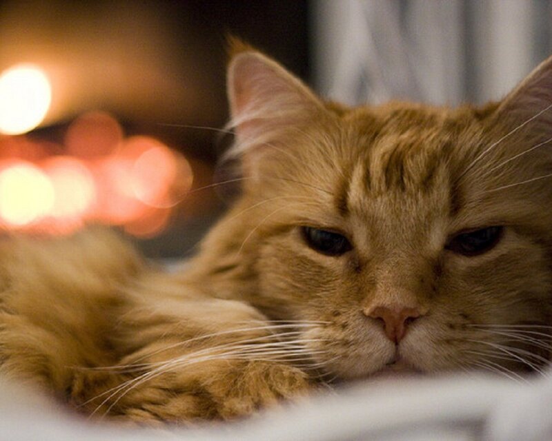 fluffy cat by the fire