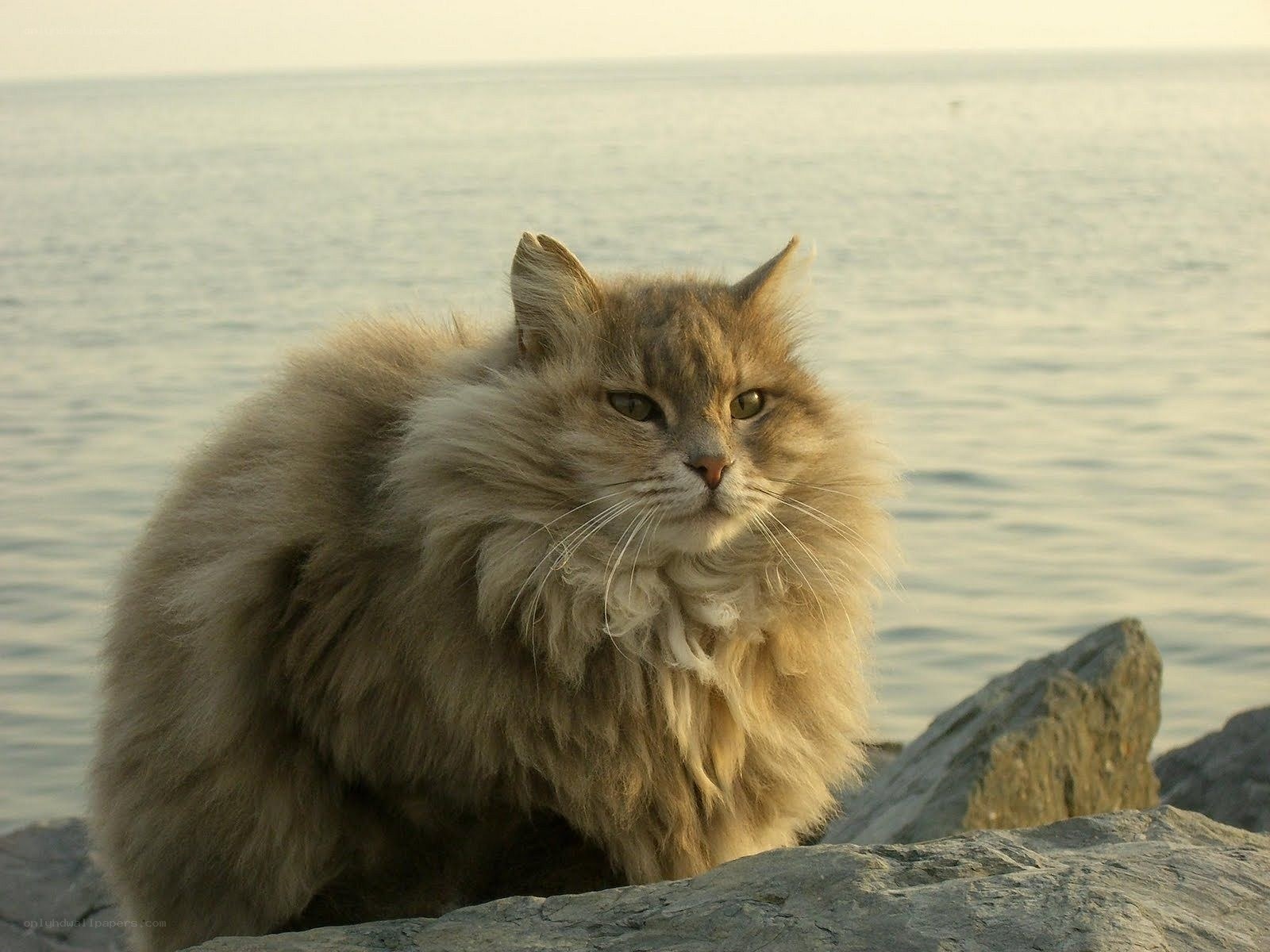 fluffy cat by the sea