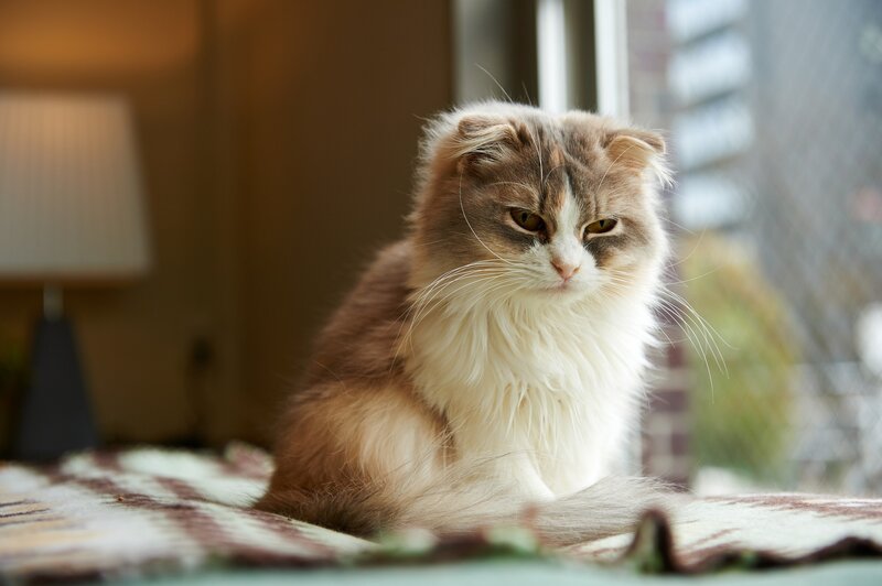 fluffy cat by the window