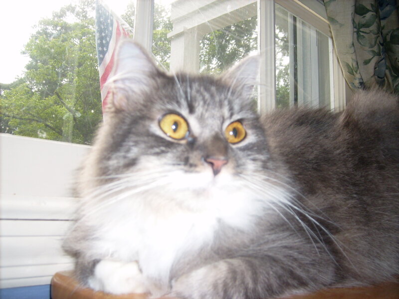 fluffy cat by the window