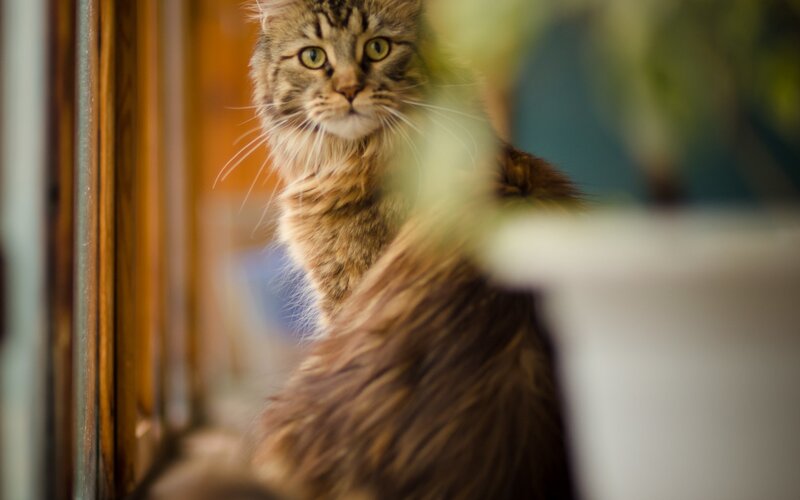 fluffy cat by the window