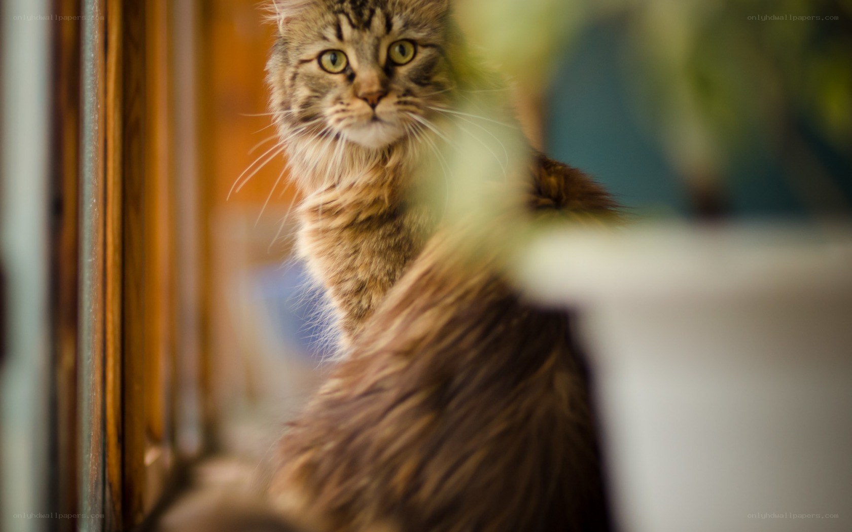 fluffy cat by the window