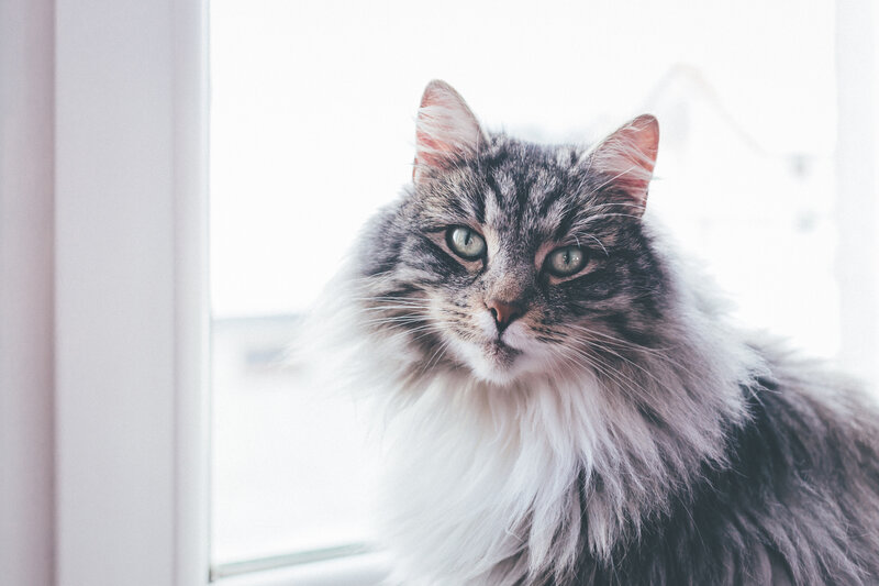 fluffy cat by the window