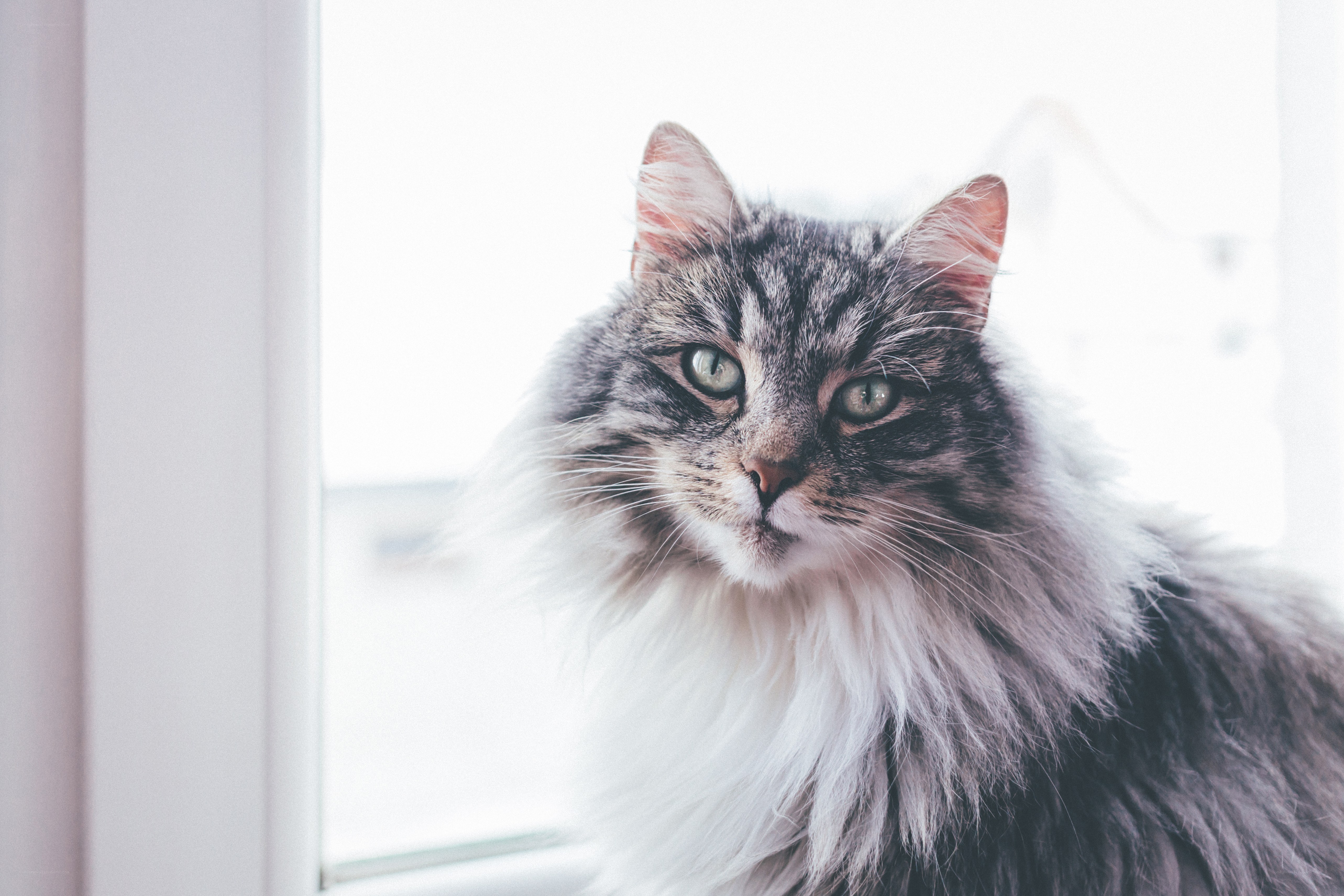 fluffy cat by the window