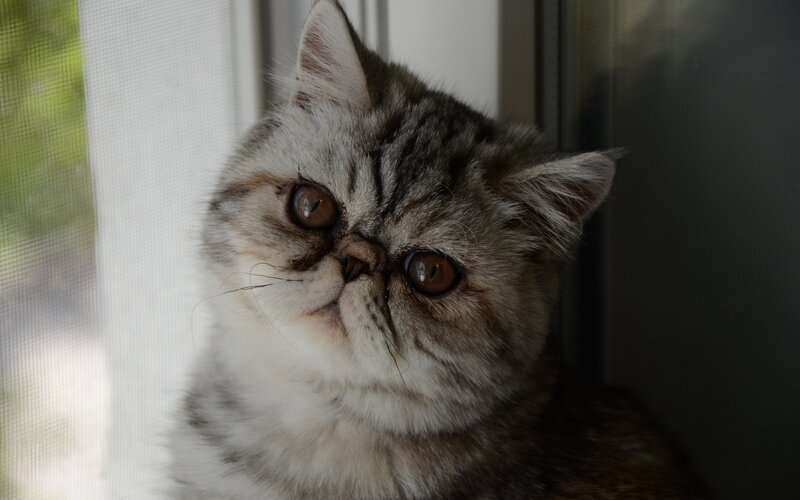 fluffy cat by the window
