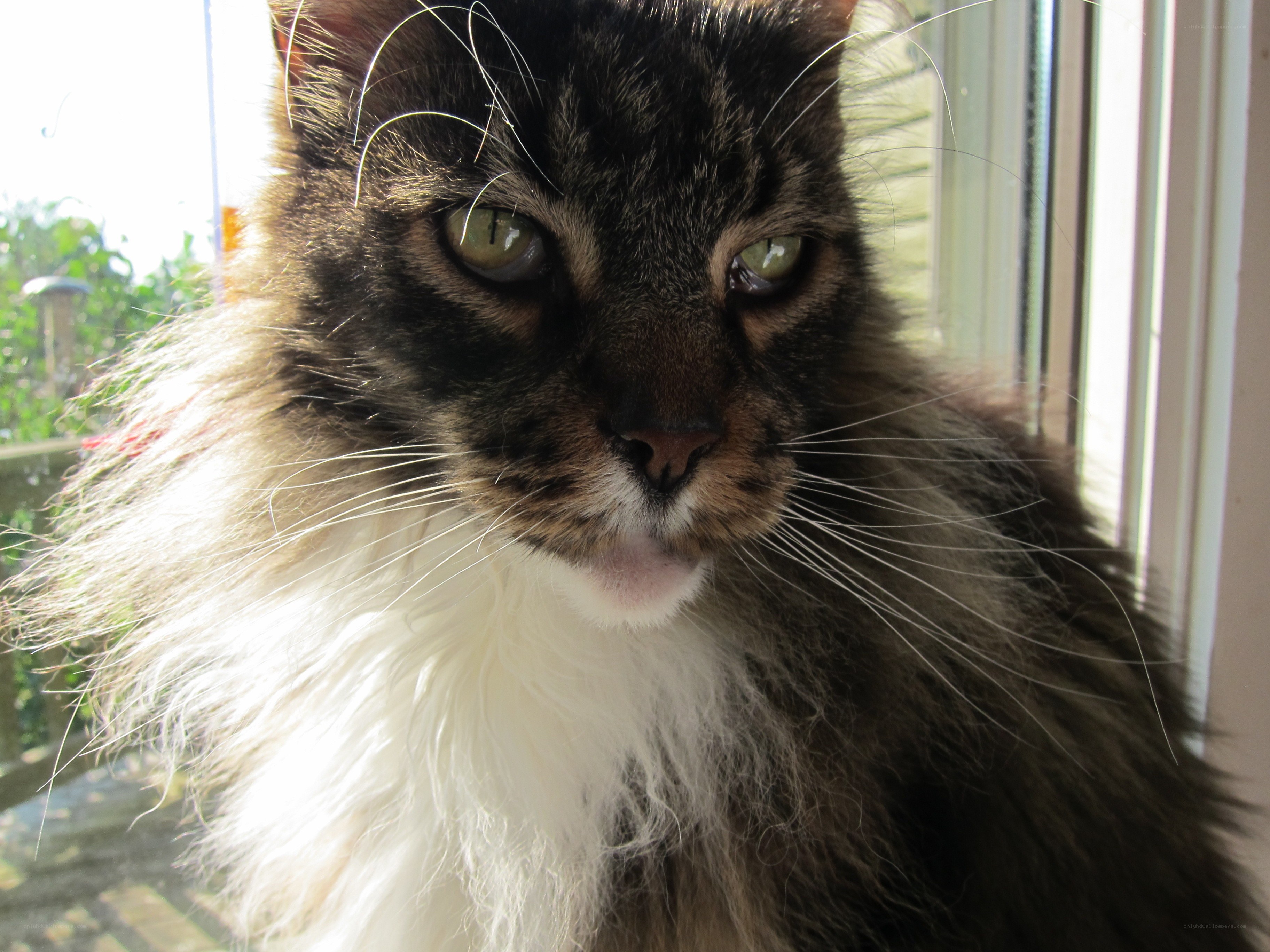 fluffy cat by the window